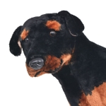 Cane Rottweiler in Peluche in Piedi Nero e Marrone XXL