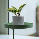 Esschert Design Vassoio per Piante con Morsetto Rotondo Verde M