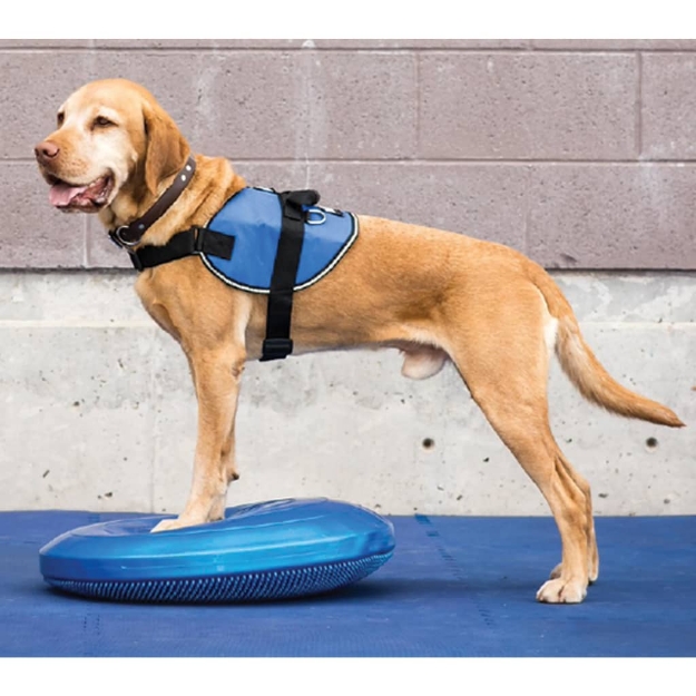 FitPAWS Disco per l'Allenamento dell'Equilibrio per Cani 36 cm Blu