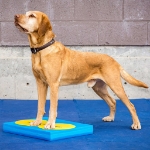 FitPAWS Target per Cani 4 pz Giallo e Blu