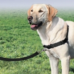 PetSafe Pettorina per Cani Easy Walk Misura L Nera