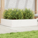 Fioriera da Giardino Bianca 100x100x23 cm Legno Massello Pino